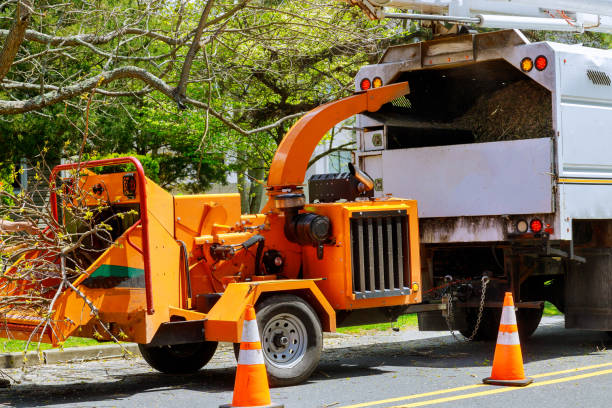 How Our Tree Care Process Works  in New Hyde Park, NY